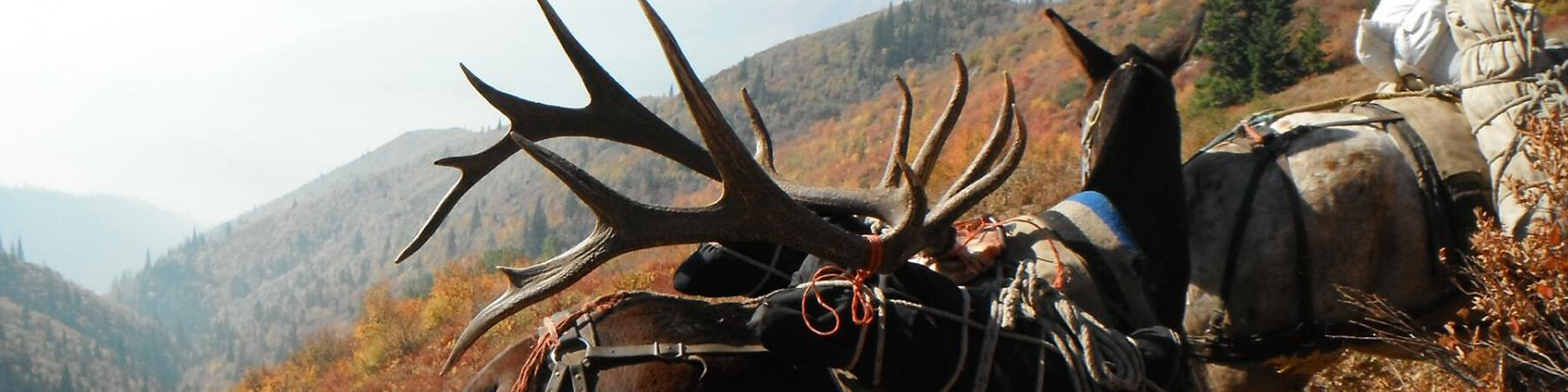 Packing out an Elk