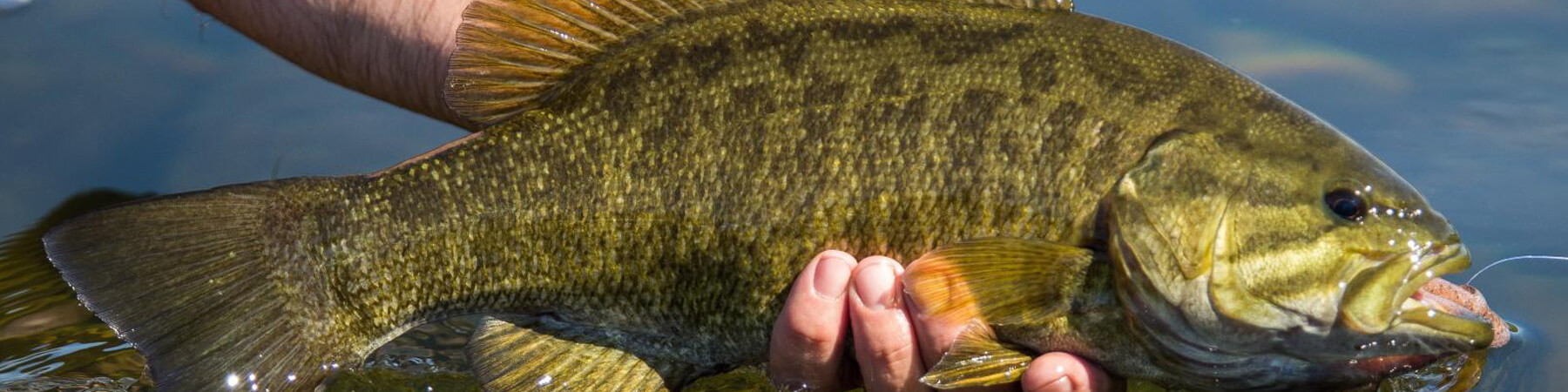 Holding Small Mouth Bass