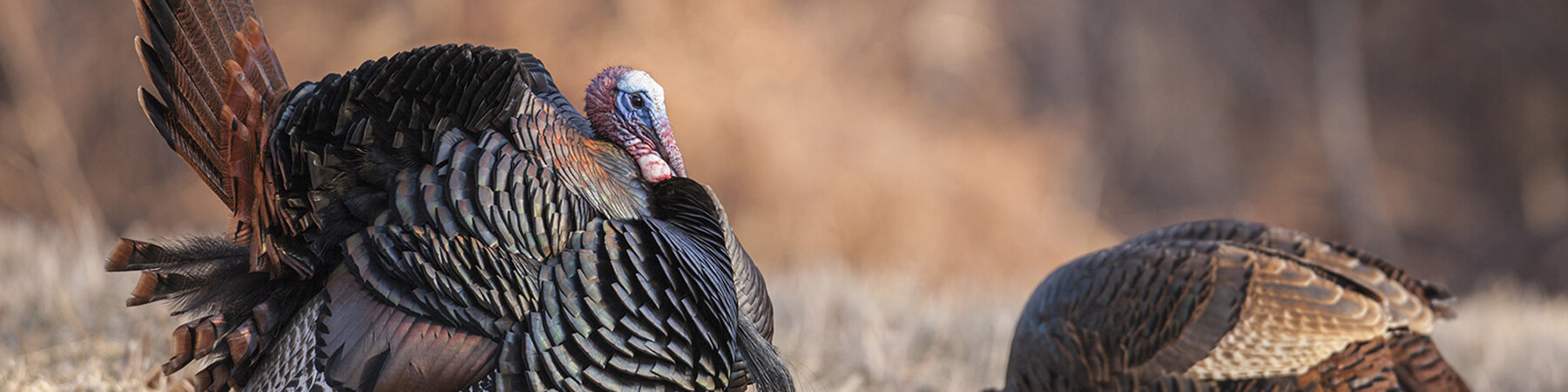 Male and female Wild Turkey