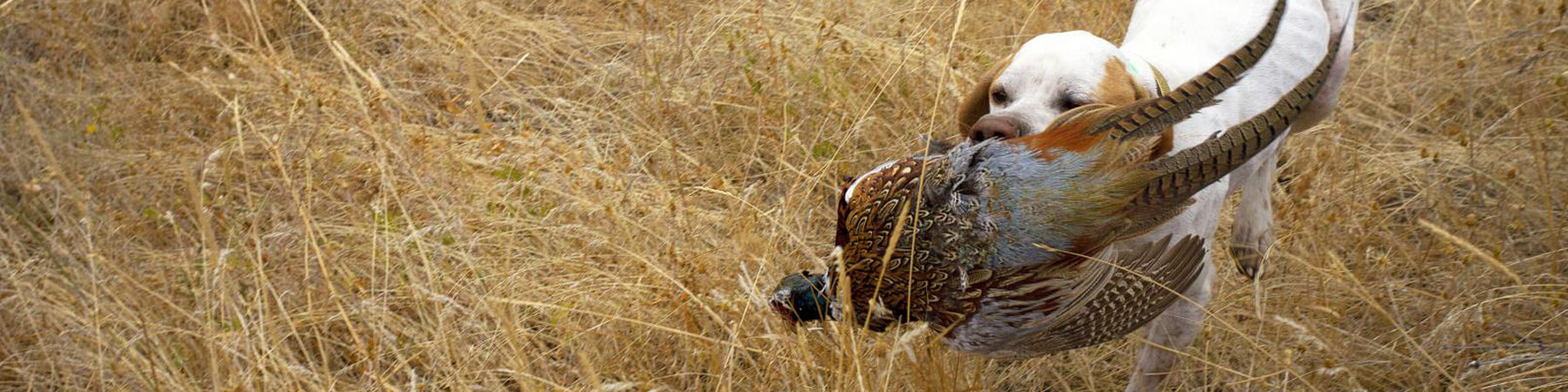 Dog retrieving Pheasant