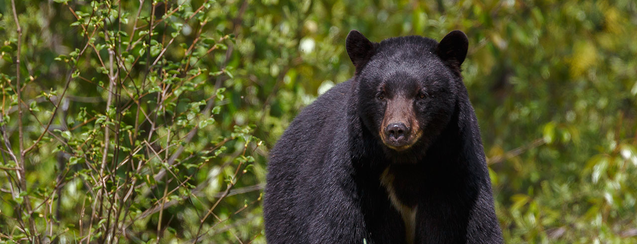 Black Bear near Kamiah ID Black Bear