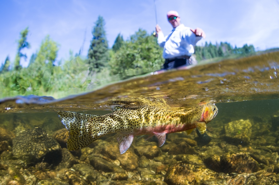 backcountry trout in creek trout under water