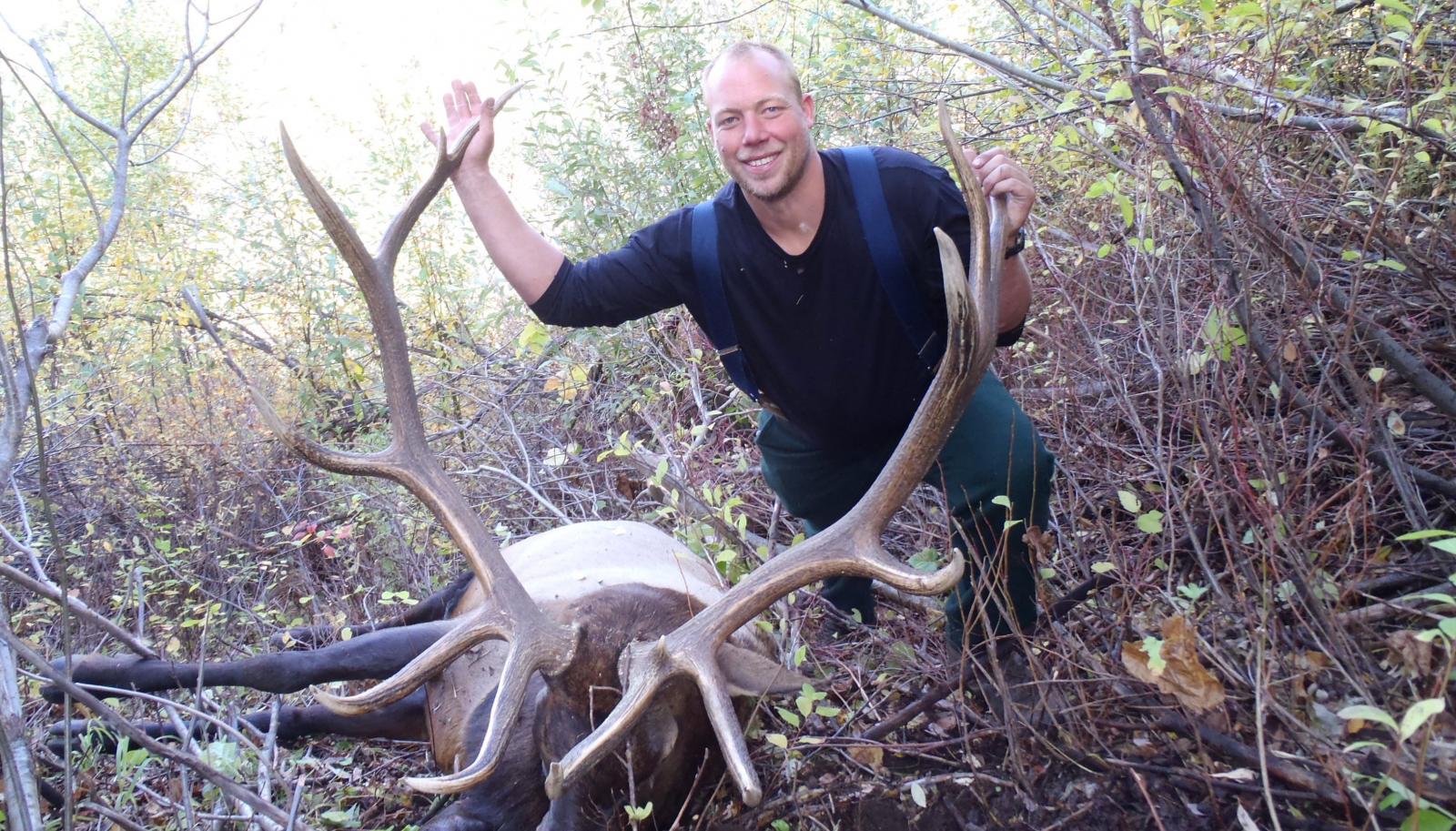 backcountry bull elk backcountry bull