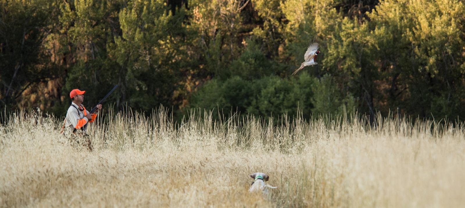pheasant flush in front of pine hillside pheasant flushing