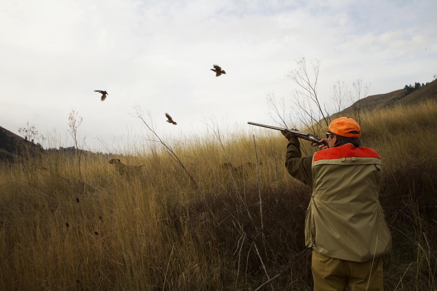 Wingshooter taking aim on a flushing covey Flushing Coveys