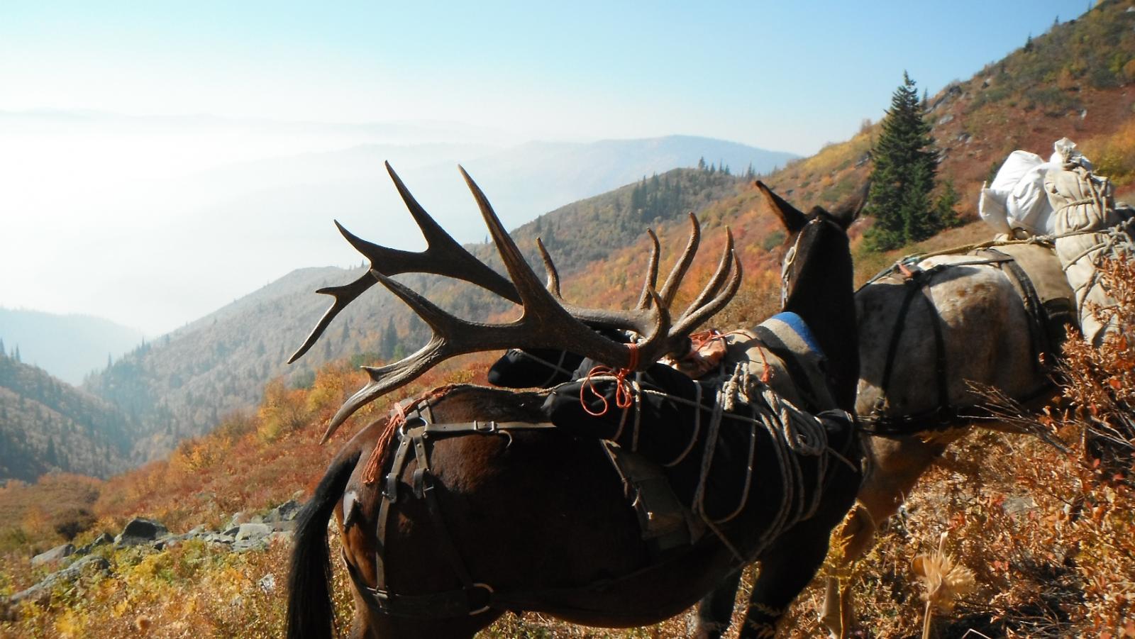 bull on packout backcountry bull