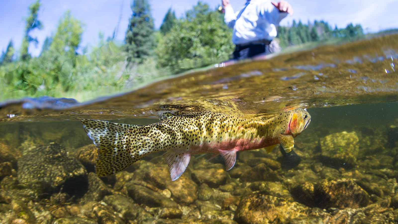 Cutthroat Trout in river Cutthroat