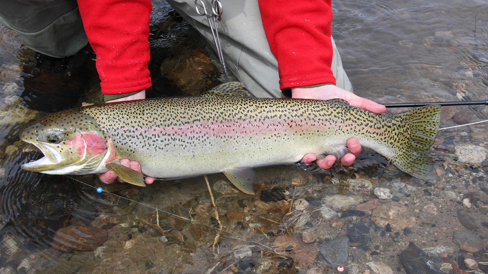 steelhead fish