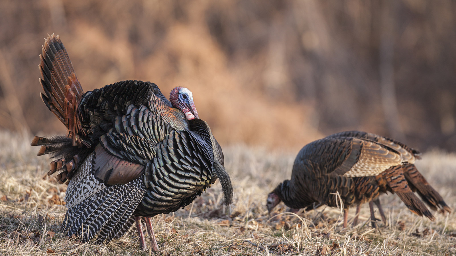Turkey and Hen Wild Turkey
