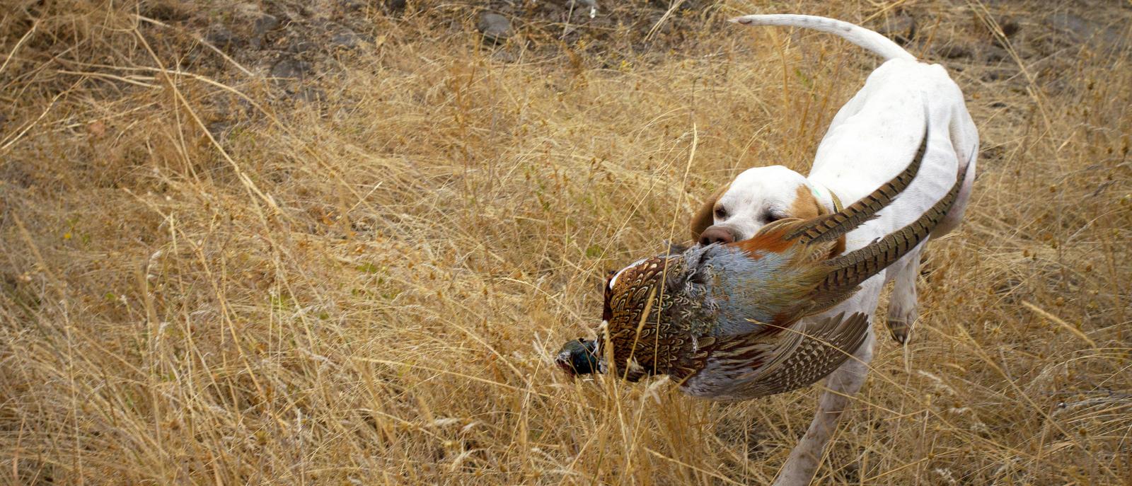 pheasant retrieval by english pointer english pointer with pheasant