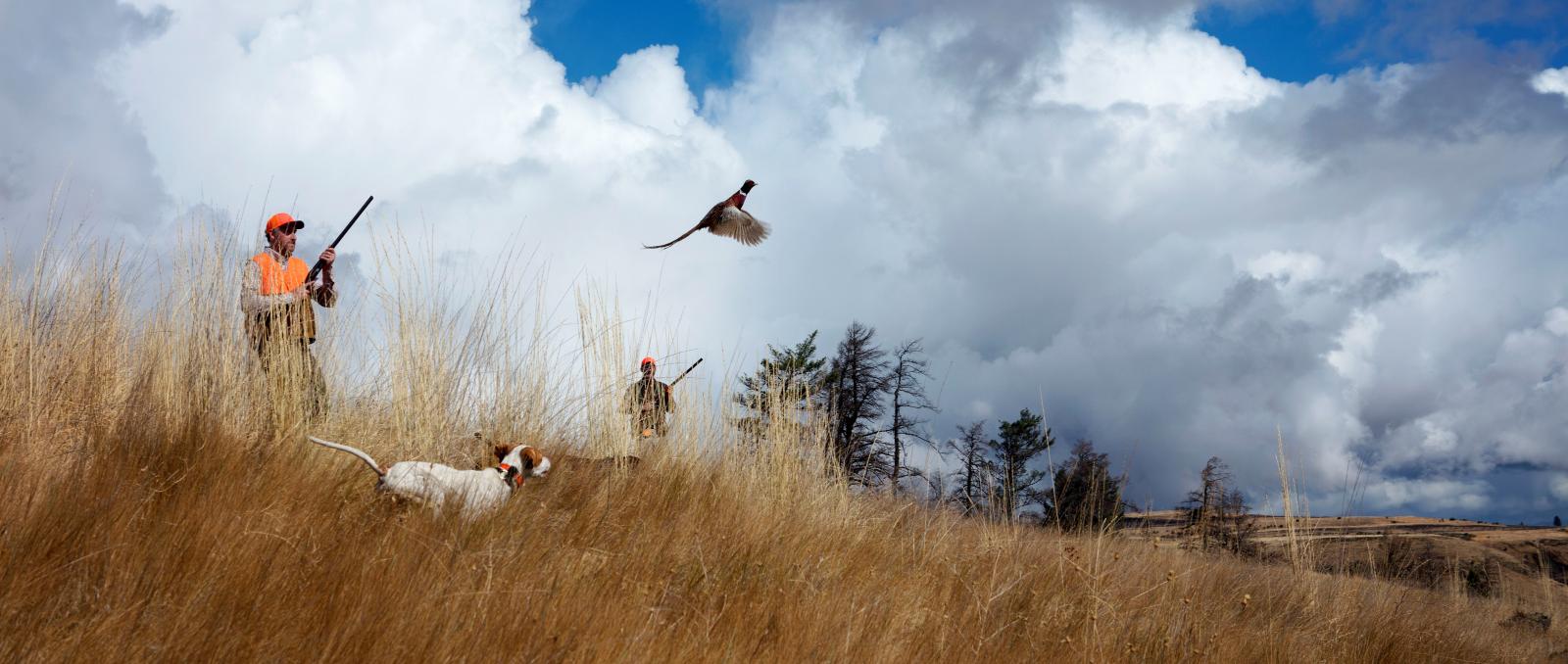 pheasant and white pointer pheasant flush from grass