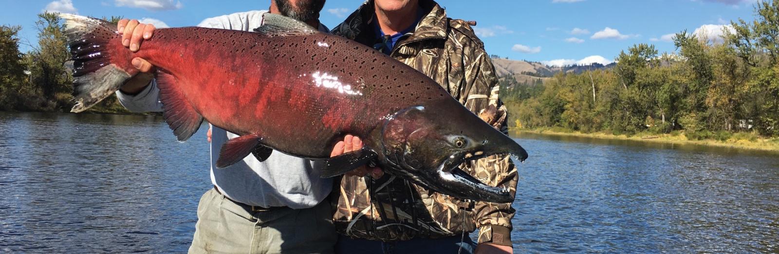 clearwater salmon salmon