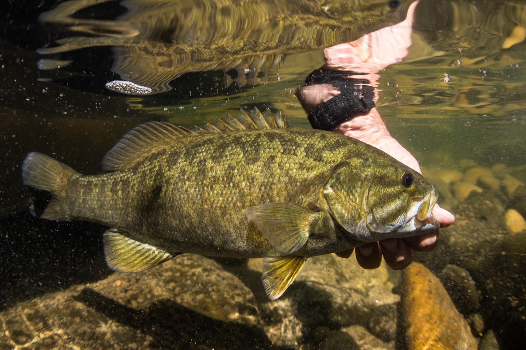 Small Mouth Bass Flying B Ranch