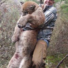 mountain lion standing