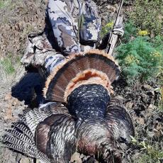 Idaho Merriam turkey hunt