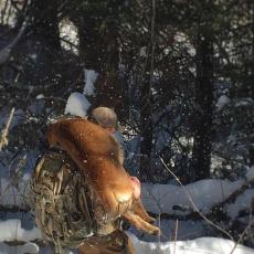 Flying B Ranch mountain lion being carried out