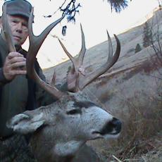 mule deer on ranch