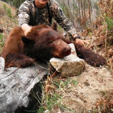 wilderness bear