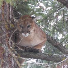 mountain lion