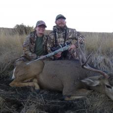 veteran mule deer