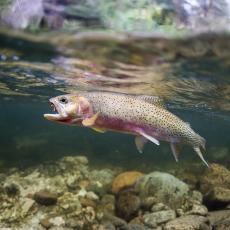 Cutthroat Trout