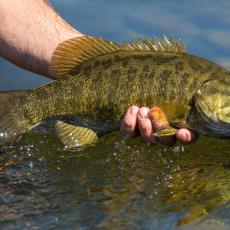 Large Mouth Bass