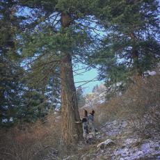 mountain lion hunt Idaho