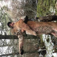 snow mountain lion Flying B Ranch