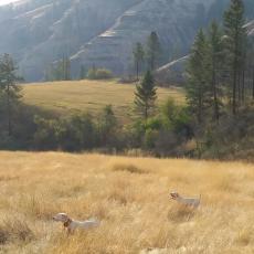 honoring point Orvis dogs