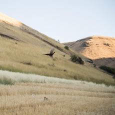 rooster pheasant flushing