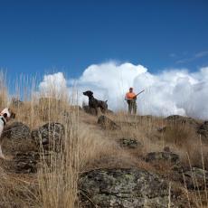 Pointer and shorthair chukar point on rocks