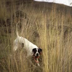 pointer facing