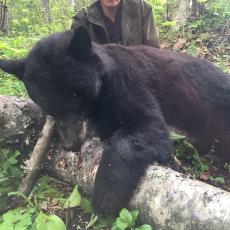 vertical black bear