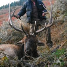 backcountry bull elk