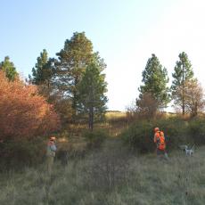 Group of hunters and dogs wingshooting