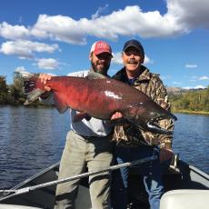 chinook salmon