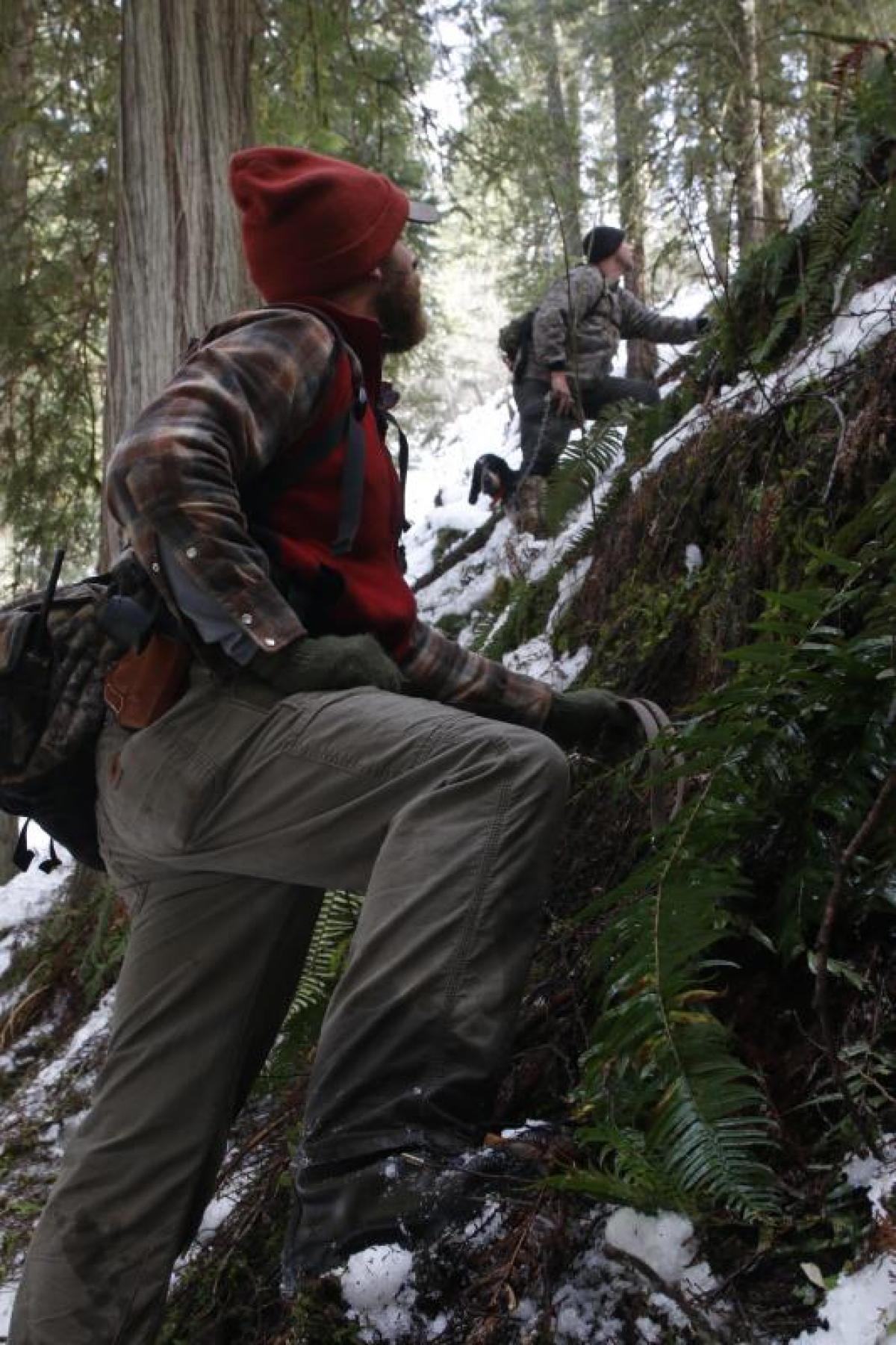 mountain lion hunting pursuit