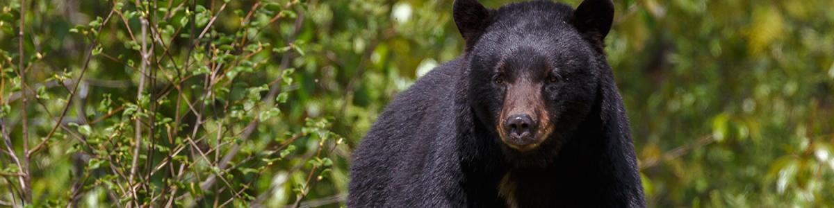 Black Bear near Kamiah ID