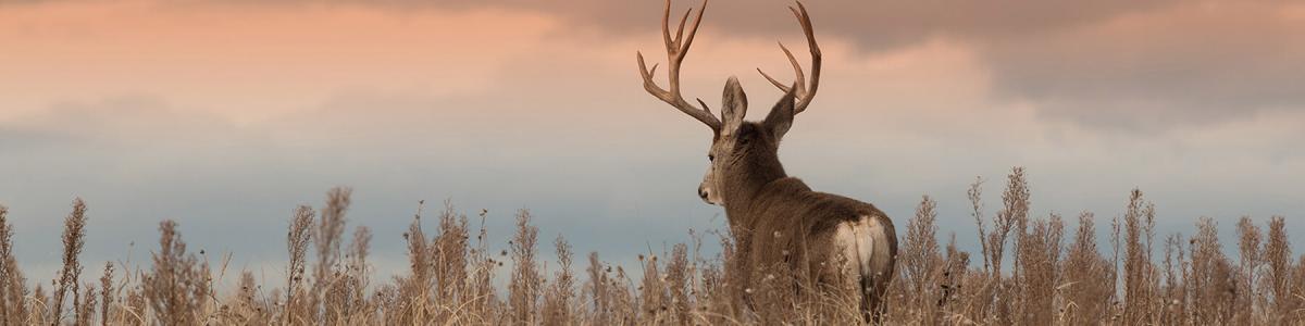 Whitetail & Mule Deer, Mule Deer at Sunrise