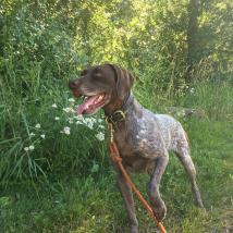 Biscuit 2011 GSP