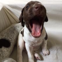 Gem's pups, puppy yawn