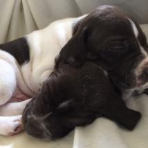 Gem's puppies, snuggling puppies